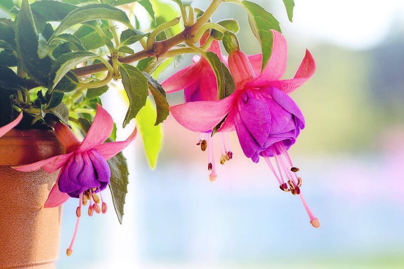 Floral Chandelier