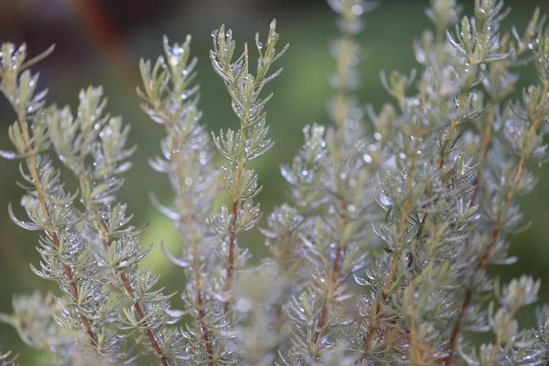 Rosemary's Blooming Garden