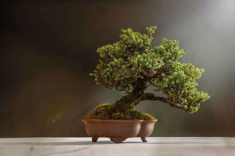 Plants in pots